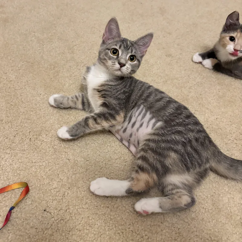 A baby small-sized female Tabby (Gray / Blue / Silver) Domestic Short Hair cat named Blue Note for adoption in Richmond, VA