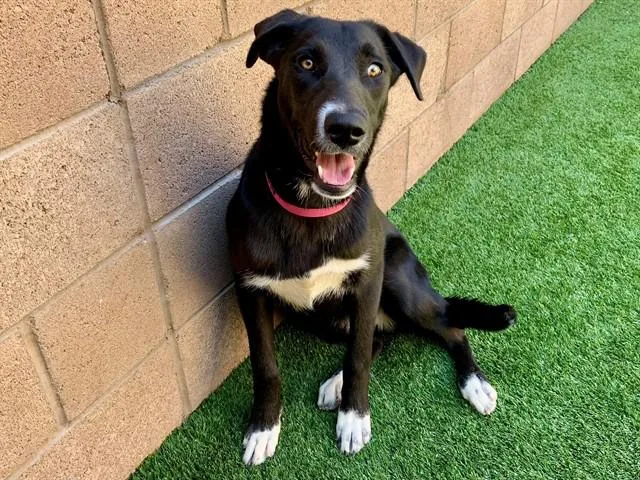 A young medium-sized female Black Labrador Retriever dog named Save Me Please! Amy for adoption in San Marcos, CA