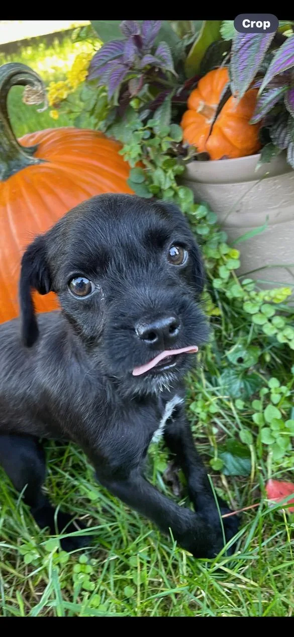 A baby small-sized male Black Miniature Poodle dog named Buzz for adoption in Lincoln University, PA