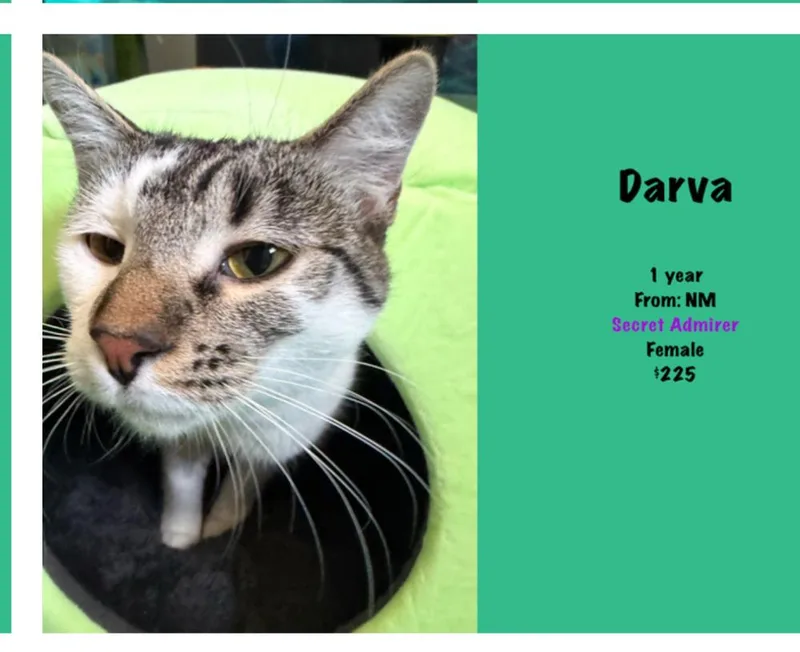 Darva thumbnail 5