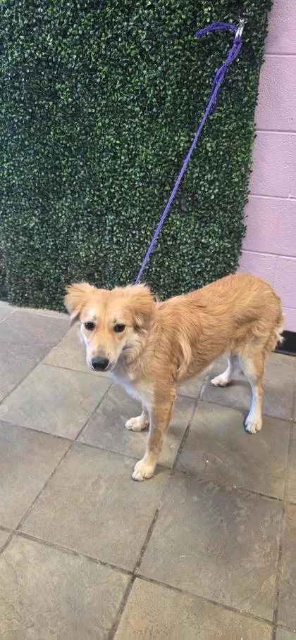 A young medium-sized female Golden Retriever dog named 61015071 for adoption in El Paso, TX