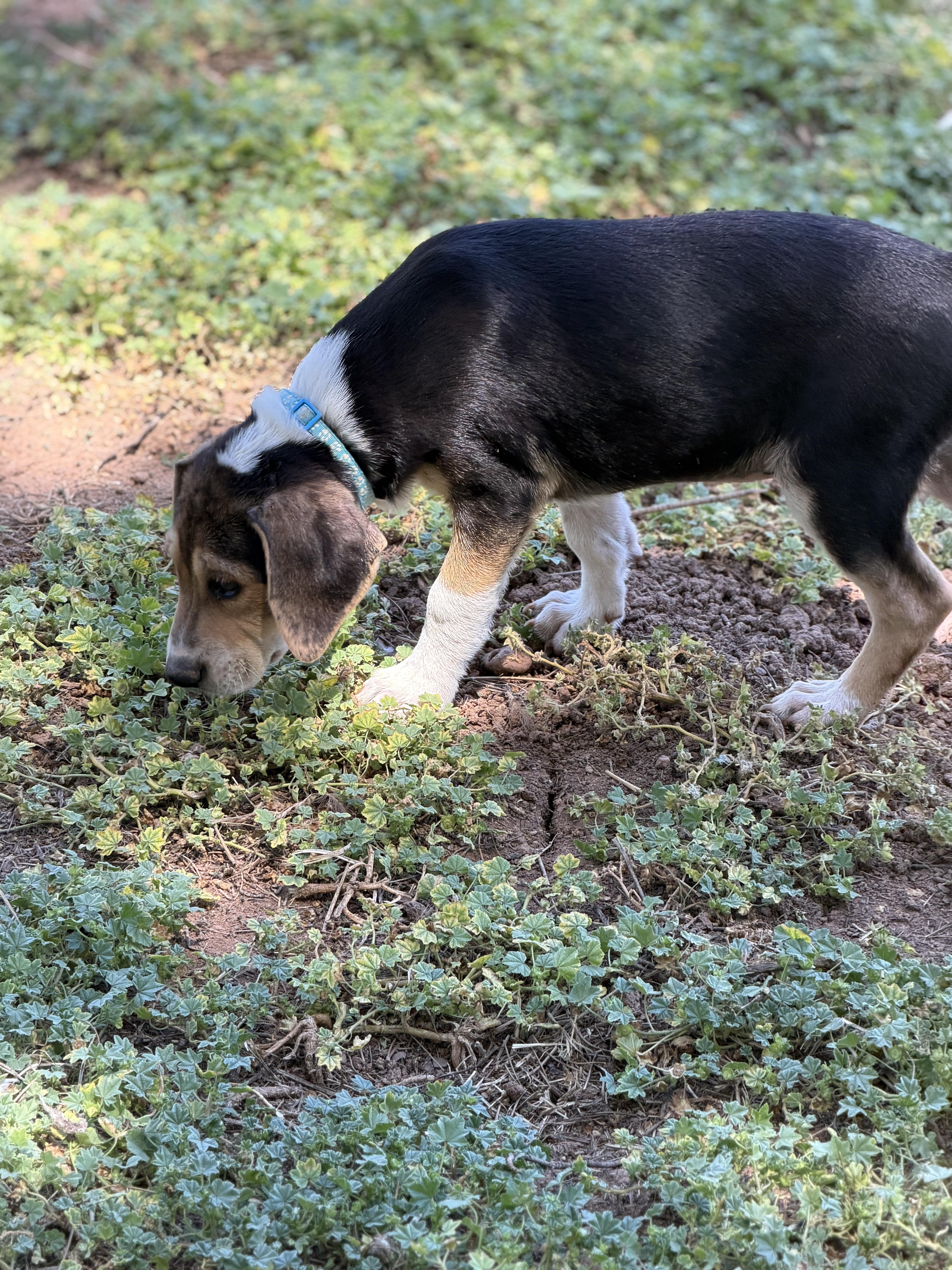A baby medium-sized male Beagle dog named Ziggy for adoption in Gilbert, AZ
