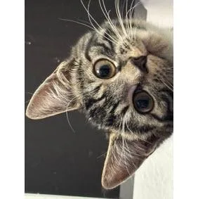 Italy Angel  Needs thumbnail 2