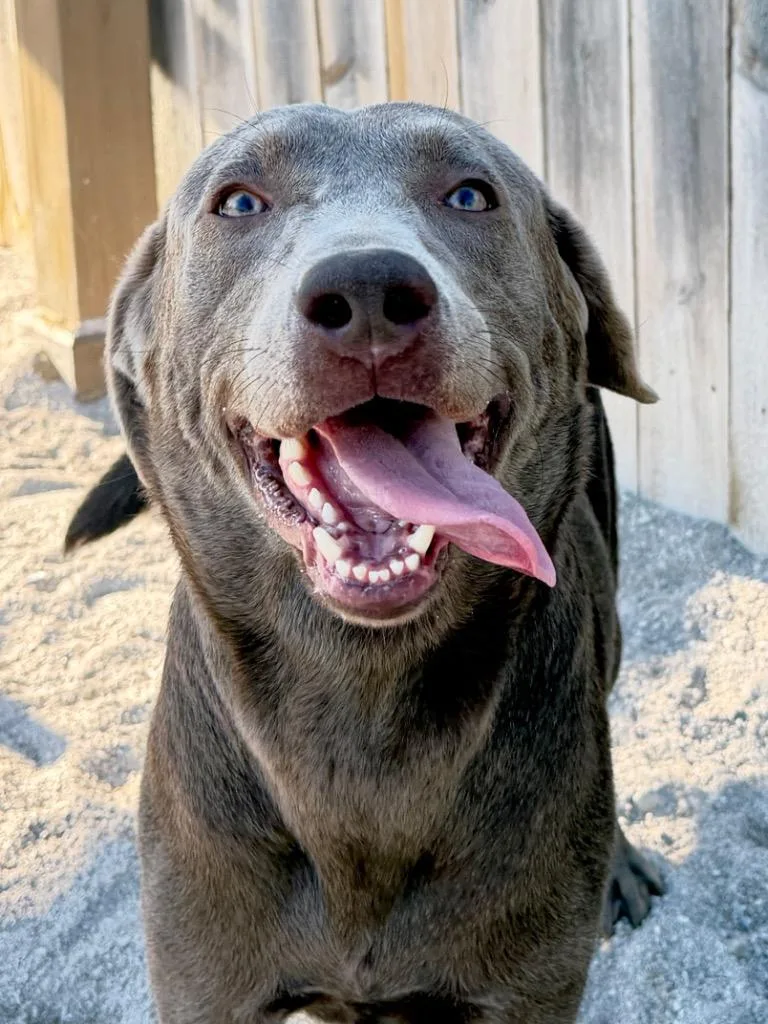 A young medium-sized male Labrador Retriever dog named Steele for adoption in Muskegon, MI