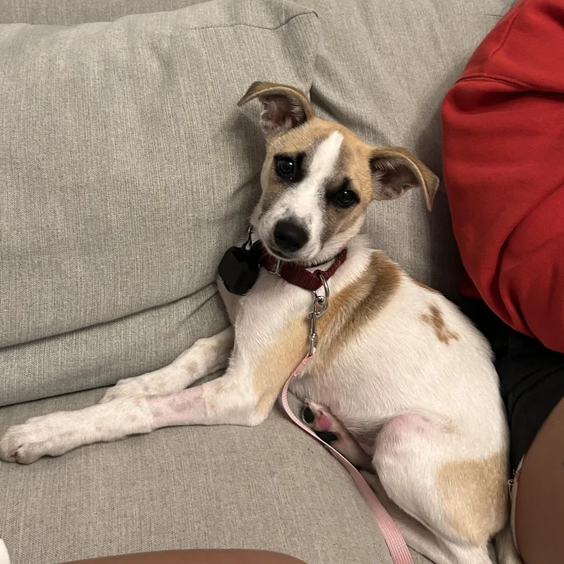 A baby medium-sized female Collie dog named Marla Mars Local for adoption in Andover, MA