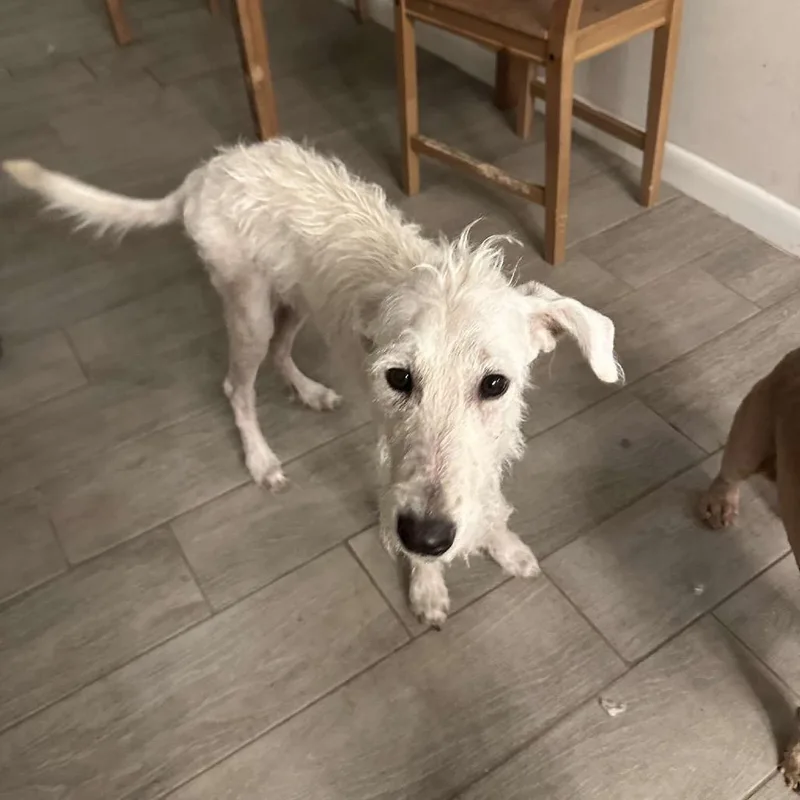 A young medium-sized female Mixed Breed dog named Daisi for adoption in Houston, TX