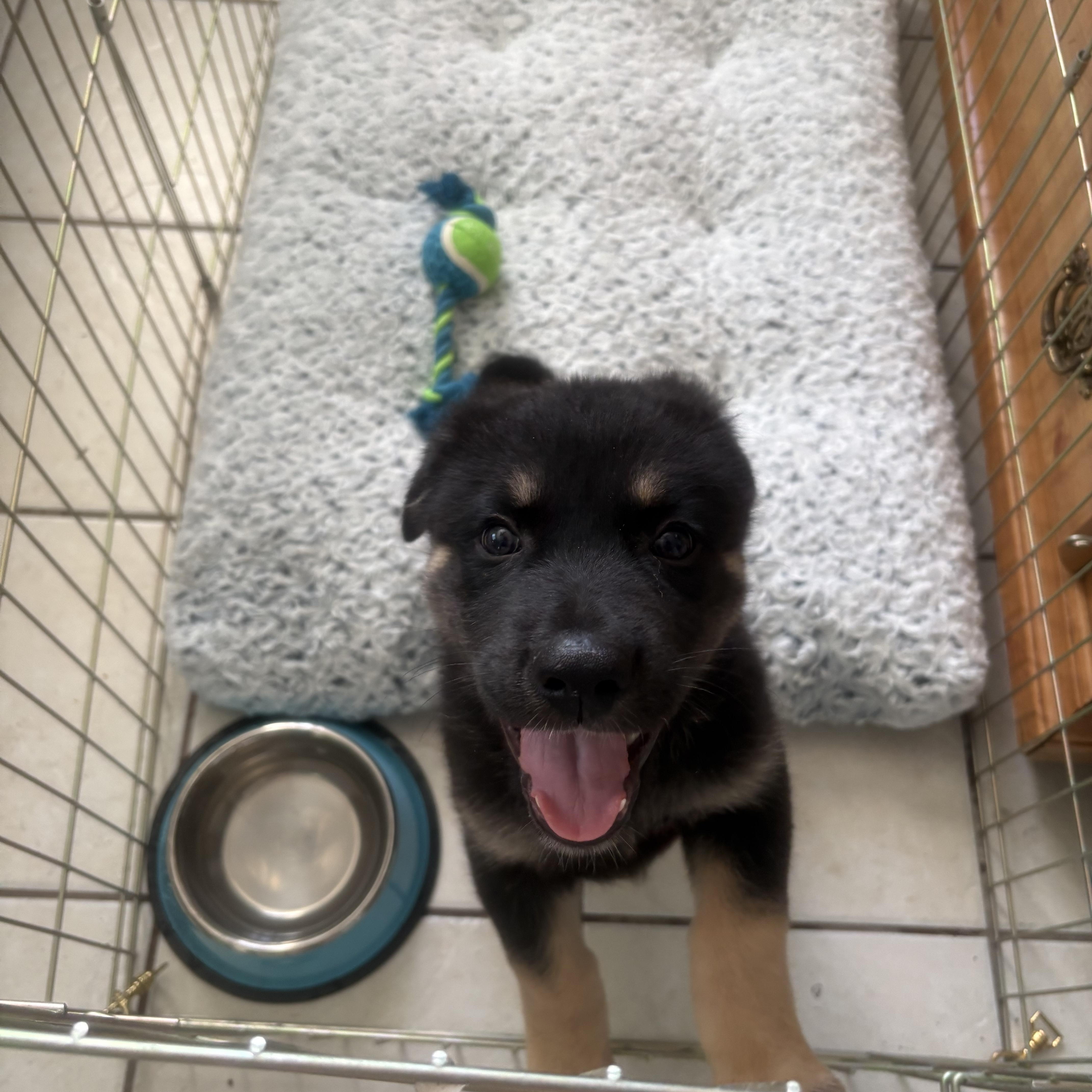 A baby medium-sized male Black German Shepherd Dog dog named Benny for adoption in DAVIS, CA
