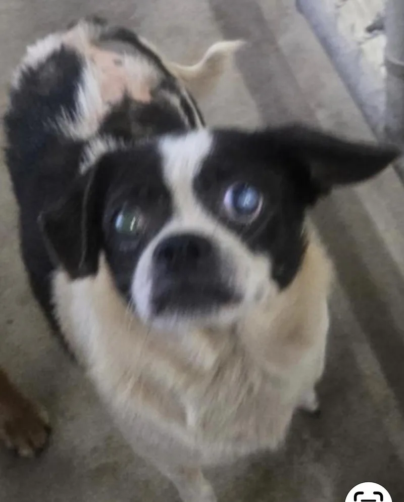 Oreo thumbnail 3