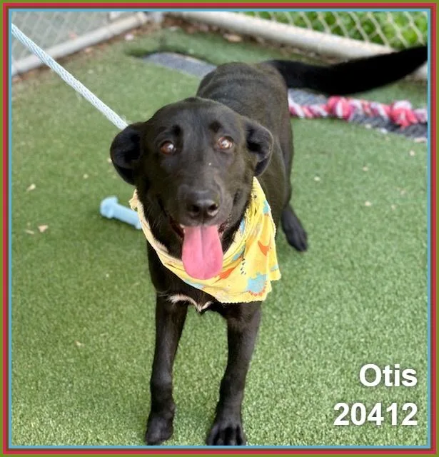 A young medium-sized male Black Labrador Retriever dog named Otis for adoption in Marietta, GA