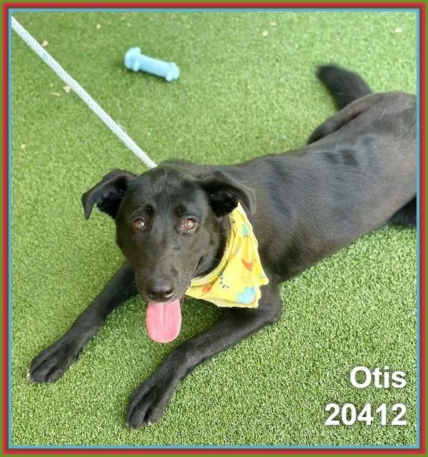 Otis thumbnail 3