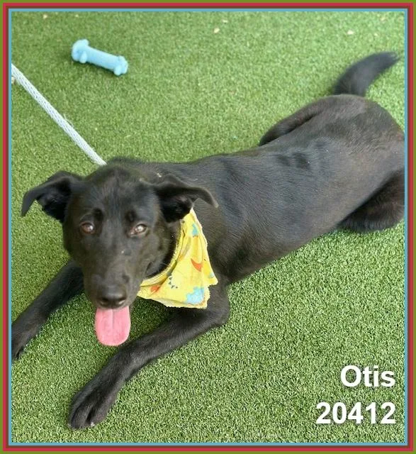 Otis thumbnail 4
