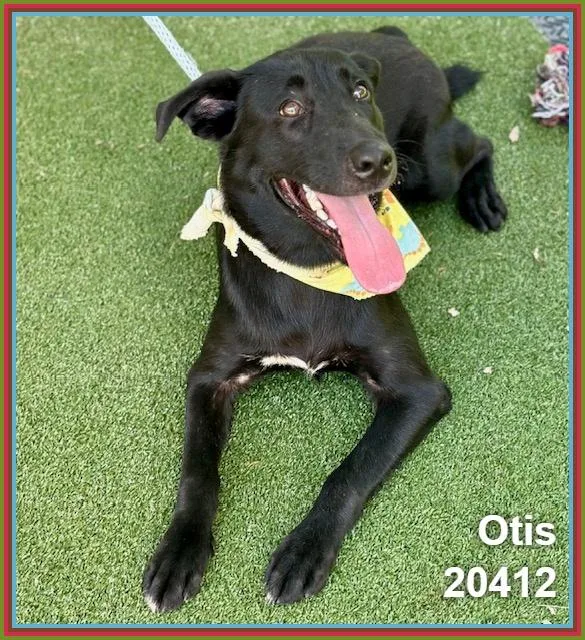 Otis thumbnail 5