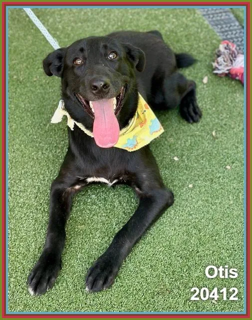 Otis thumbnail 6