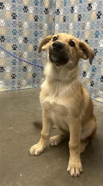 A baby small-sized female Black Mouth Cur dog named Merida for adoption in Rosenberg, TX
