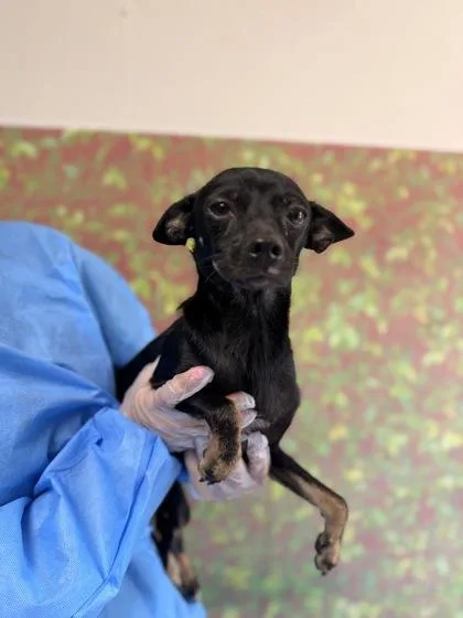 An adult small-sized female Chihuahua dog named Shiloh for adoption in San Antonio, TX
