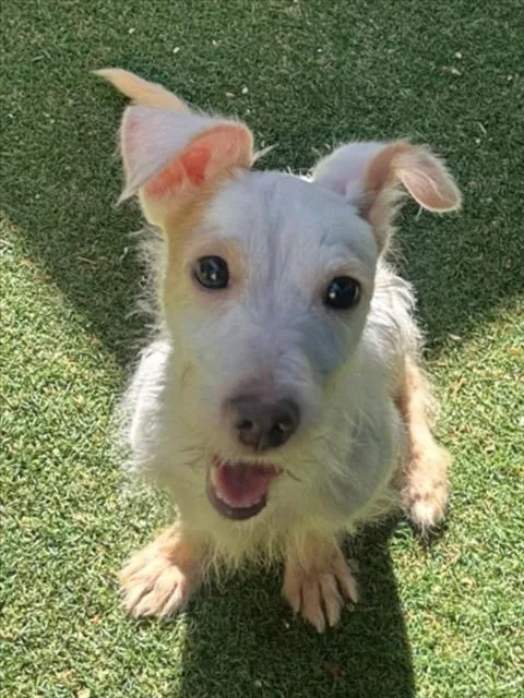 An adult small-sized male Rat Terrier dog named Lemon for adoption in Woodland, CA