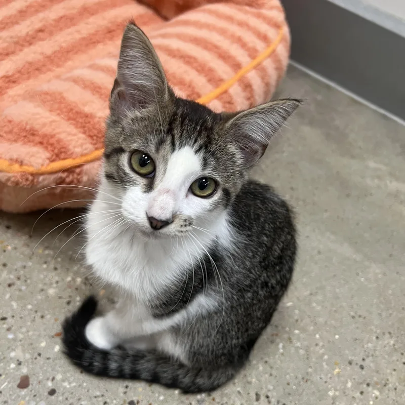 A baby medium-sized male Gray & White Domestic Short Hair cat named Dustin Riley Fuzzell for adoption in Spring, TX