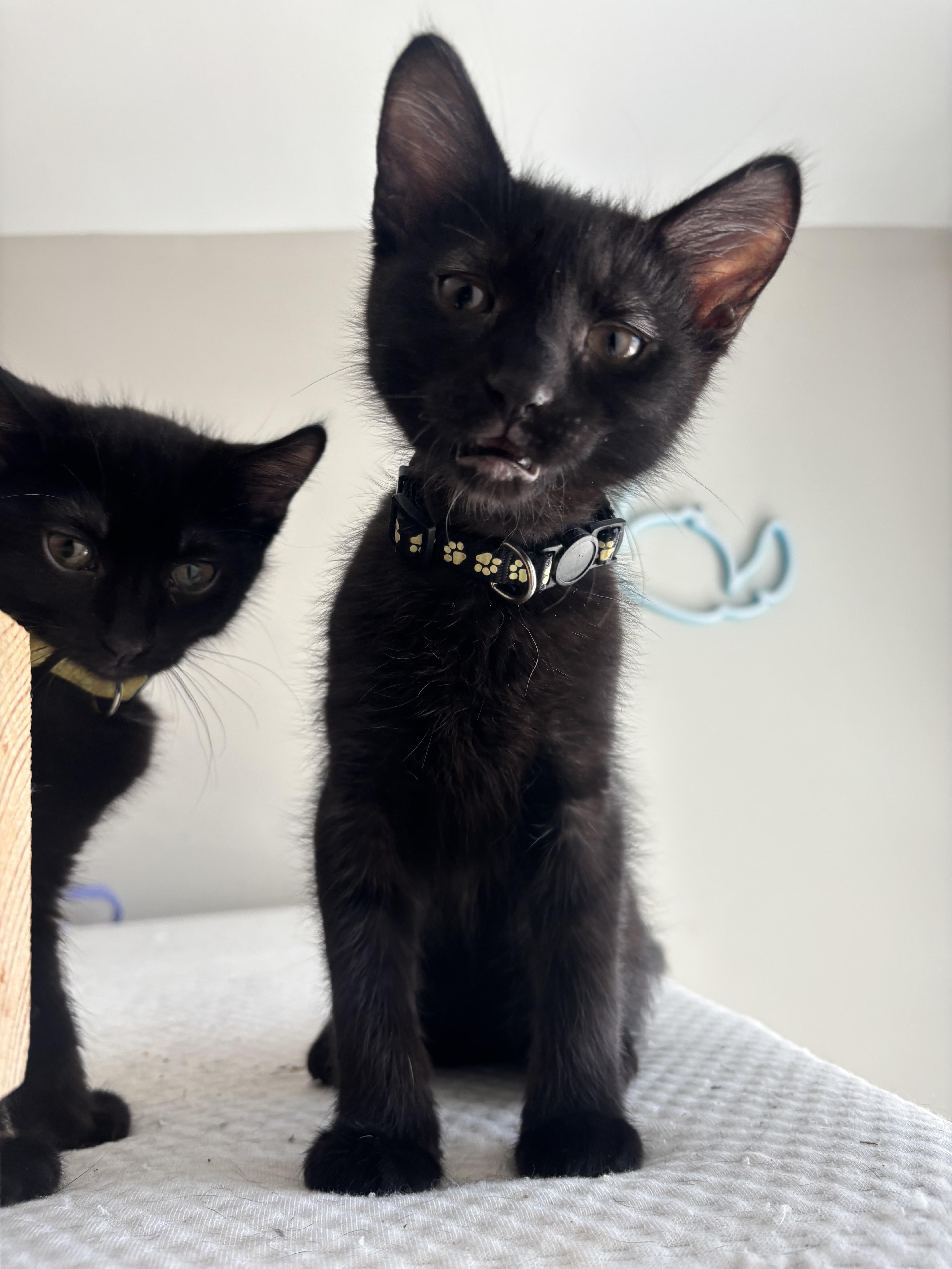 A young medium-sized female Black Domestic Short Hair cat named Storm for adoption in Lemont, IL