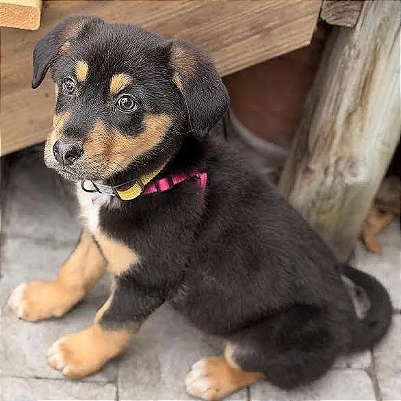 Tigger D thumbnail 2