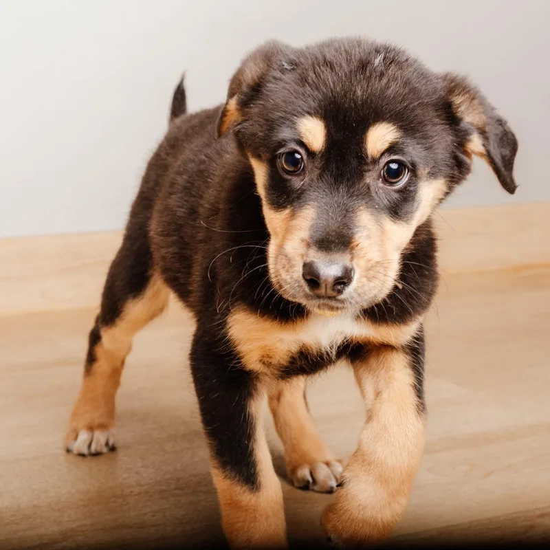 Tigger D thumbnail 3