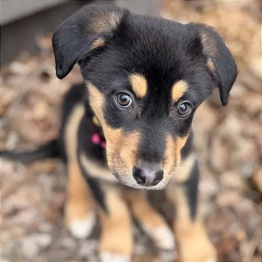 Tigger D thumbnail 4