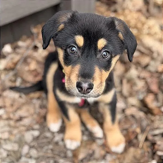 Tigger D thumbnail 5