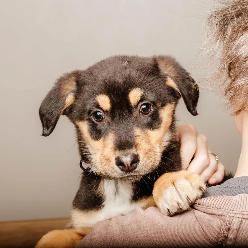 Tigger D thumbnail 6