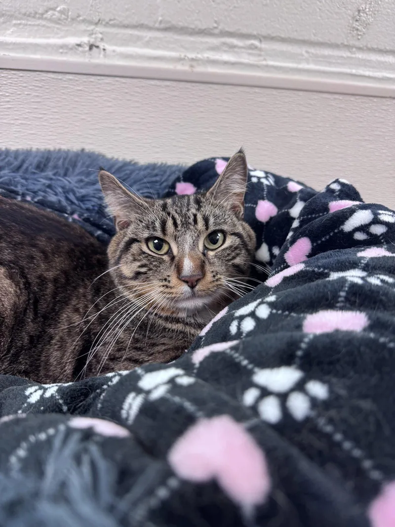 An adult medium-sized male Domestic Short Hair cat named Alfred for adoption in Brick, NJ