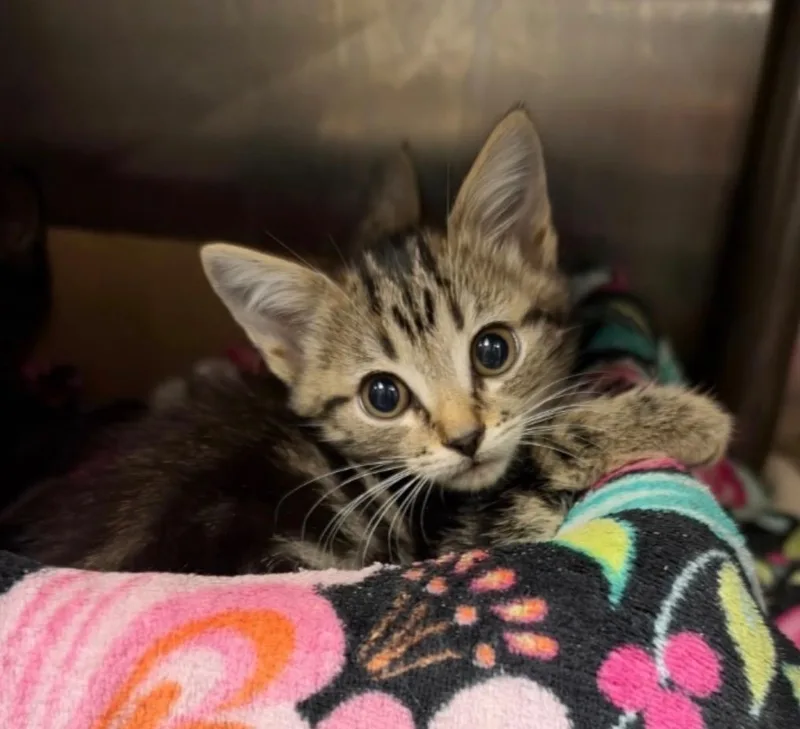 A baby large-sized female Domestic Short Hair cat named Cassie Traske for adoption in Chickamauga , GA
