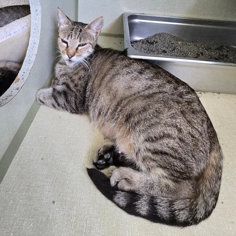 An adult medium-sized female Brown / Chocolate Domestic Short Hair cat named Mama Olive for adoption in Denver, CO