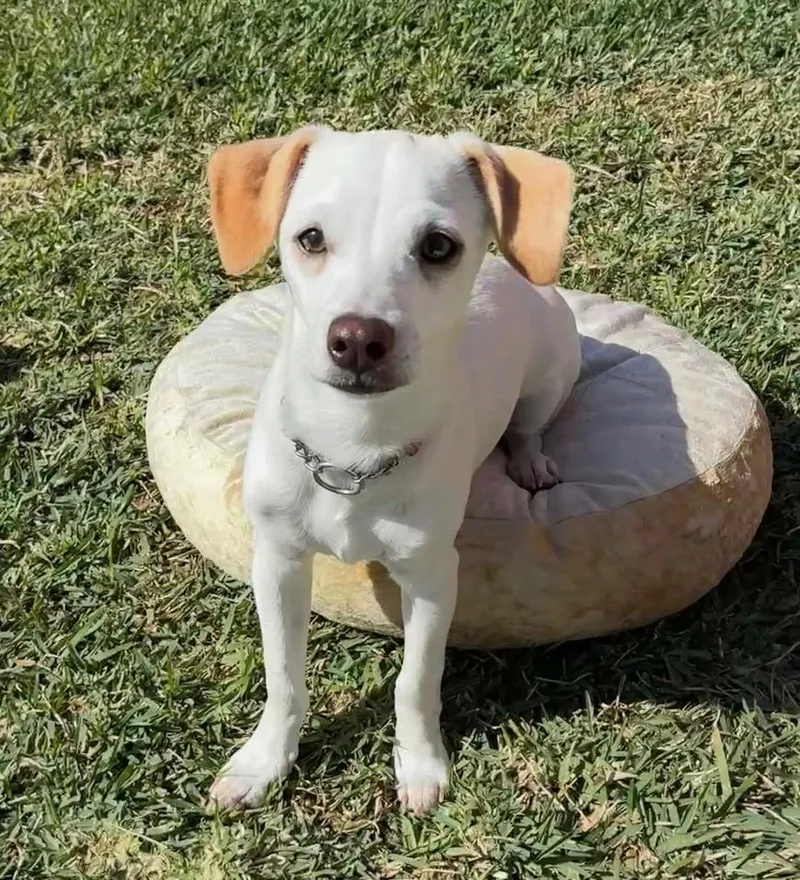 Oogie Boogie thumbnail 2