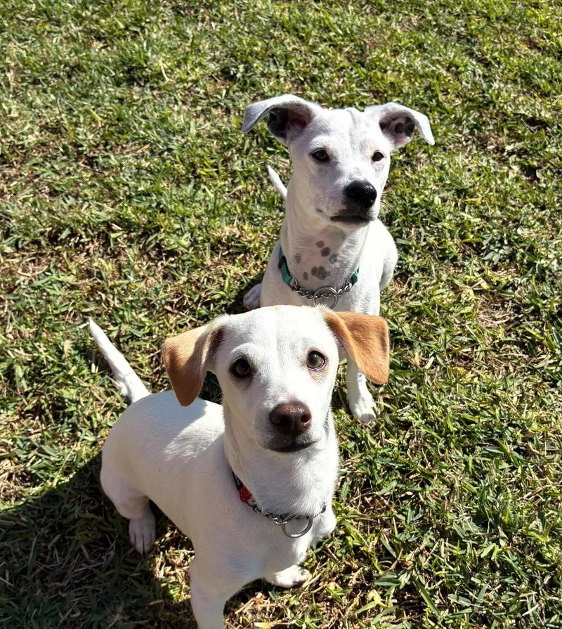 Oogie Boogie thumbnail 3