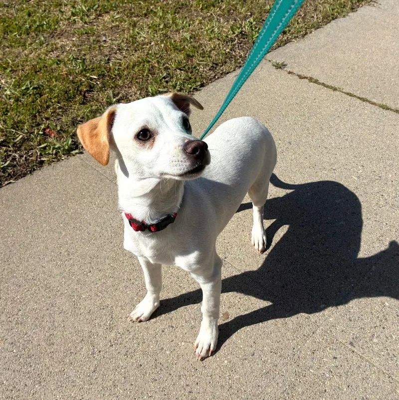 Oogie Boogie thumbnail 4