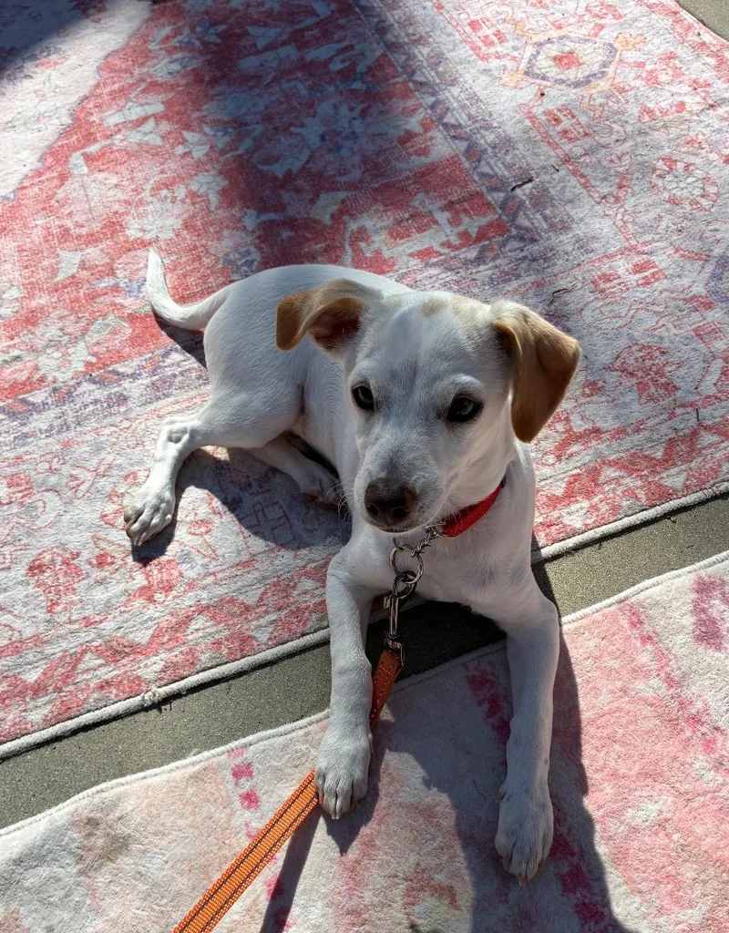 Oogie Boogie thumbnail 5