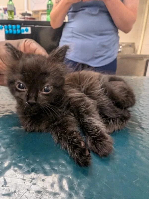 A young medium-sized male Black Domestic Short Hair cat named Samuel for adoption in Mobile, AL