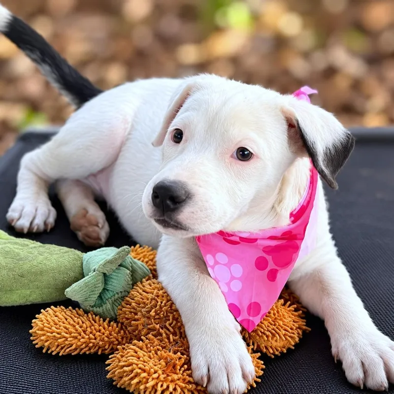 A baby small-sized female White / Cream Cattle Dog dog named Tilly for adoption in Boerne, TX