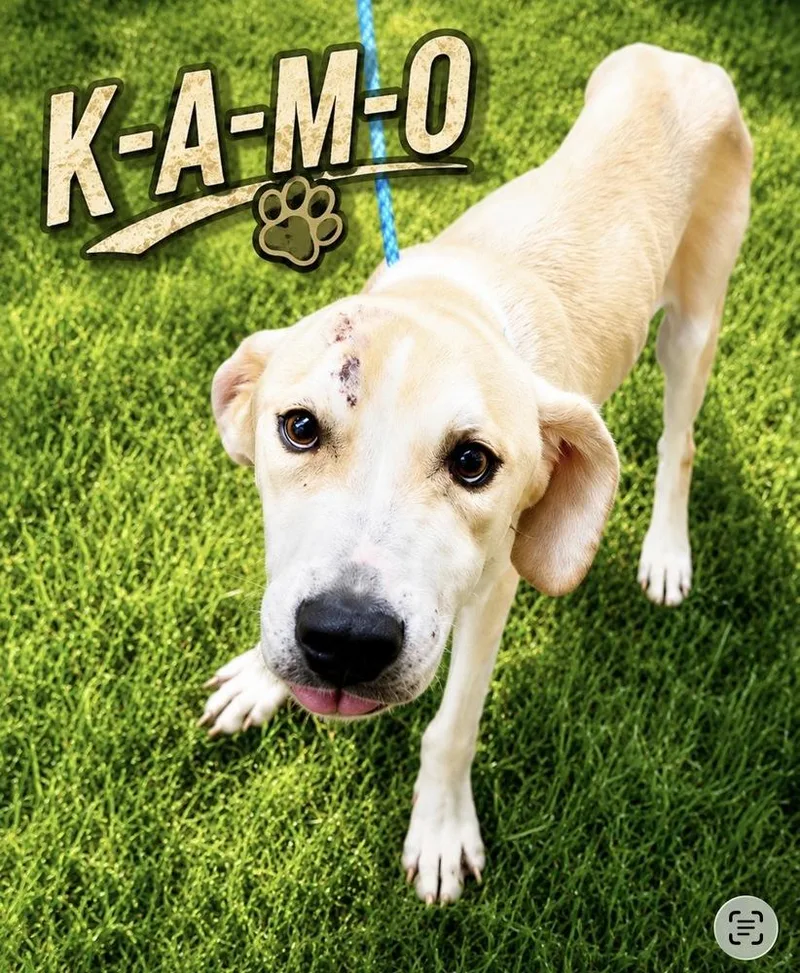 Kamo