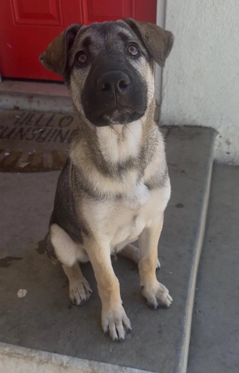 A baby medium-sized male Shepherd dog named Maximus for adoption in Arvada, CO