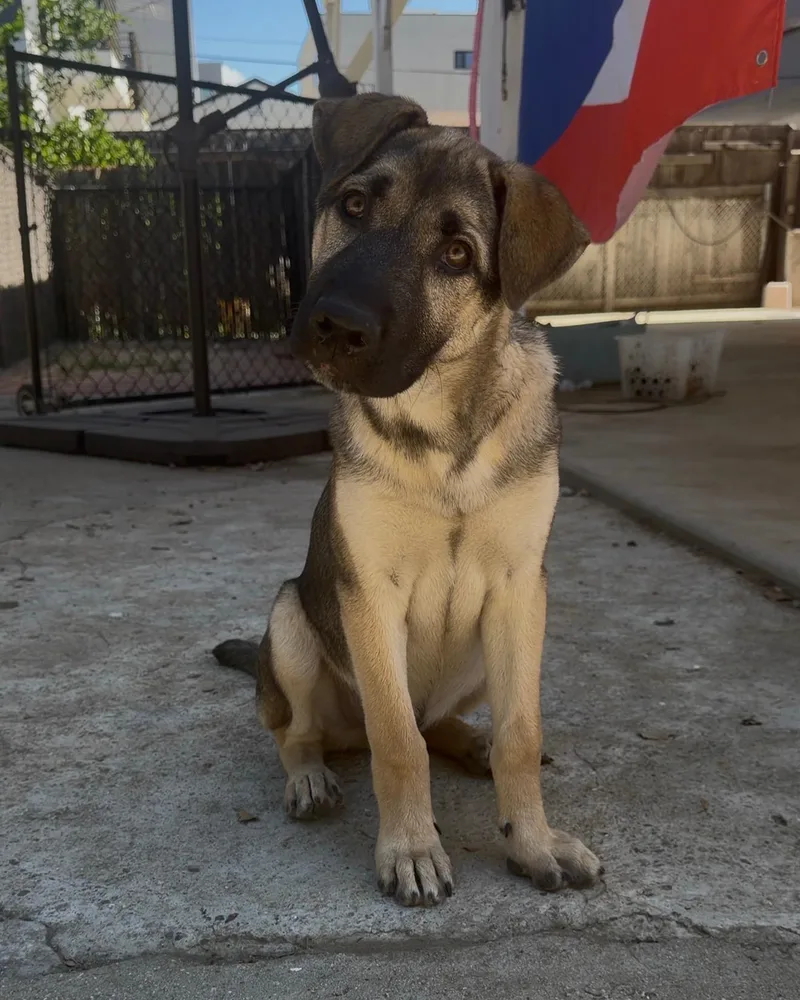 Maximus thumbnail 2