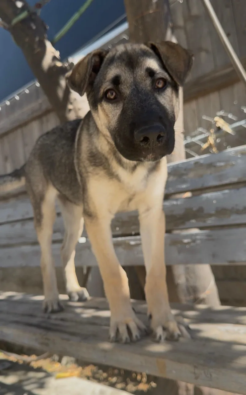 Maximus thumbnail 6