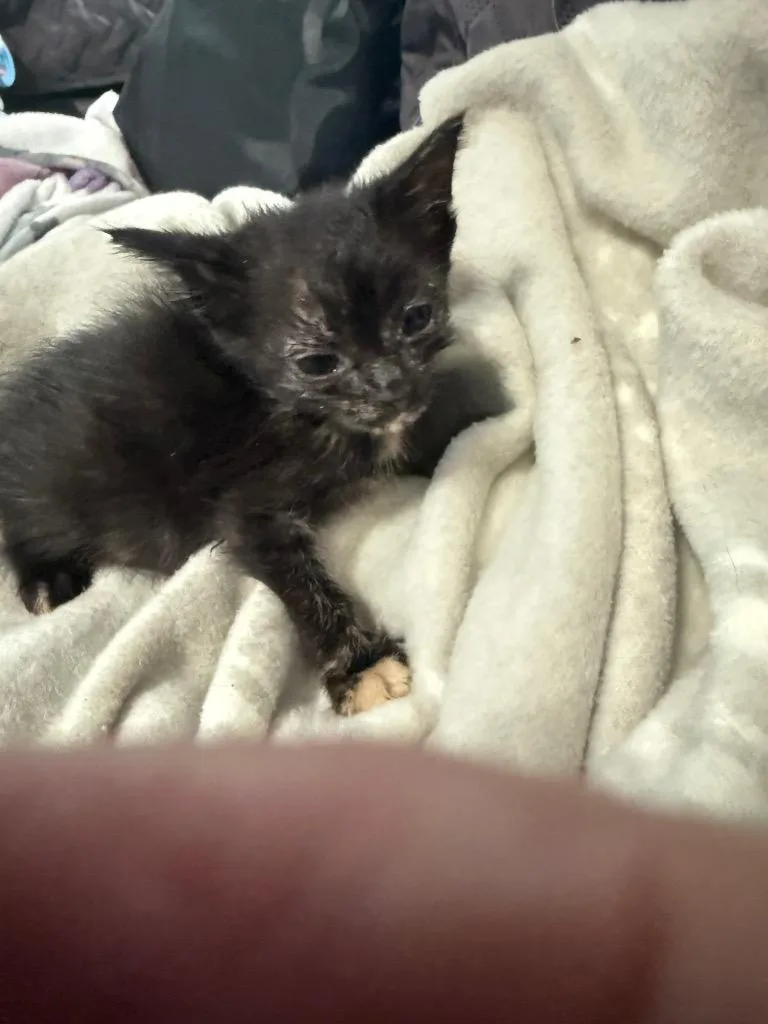 A baby small-sized female Domestic Short Hair cat named Limassol for adoption in Newnan, GA