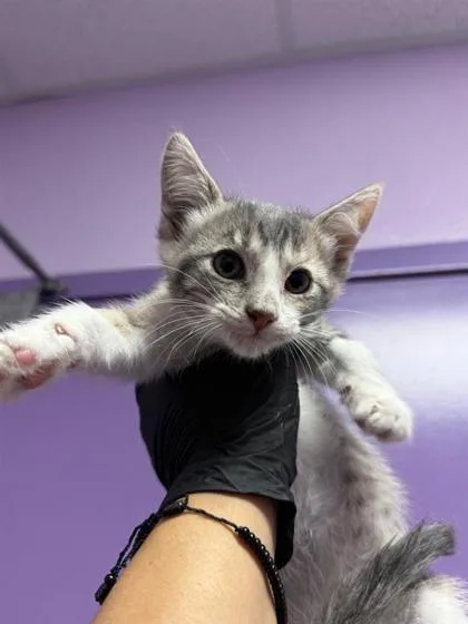 A baby small-sized female Gray / Blue / Silver Domestic Short Hair cat named 61044611 for adoption in El Paso, TX