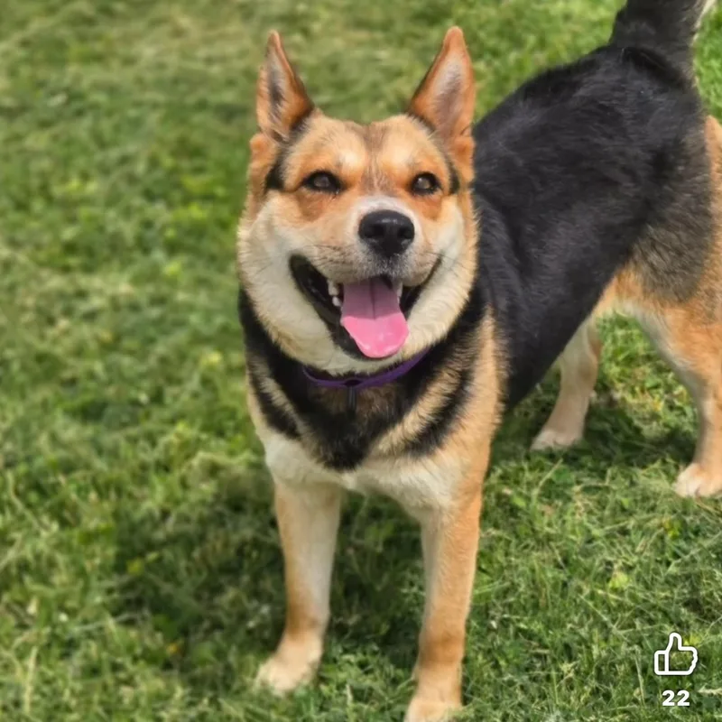An adult medium-sized female Mixed Breed dog named Starbies for adoption in Wilsall, MT