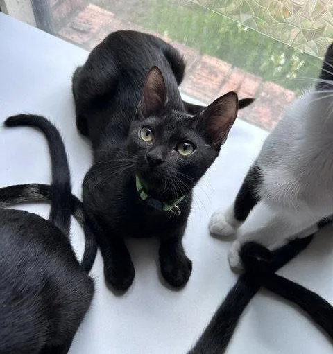 A young medium-sized male Black Domestic Short Hair cat named Mike for adoption in Dripping Springs, TX