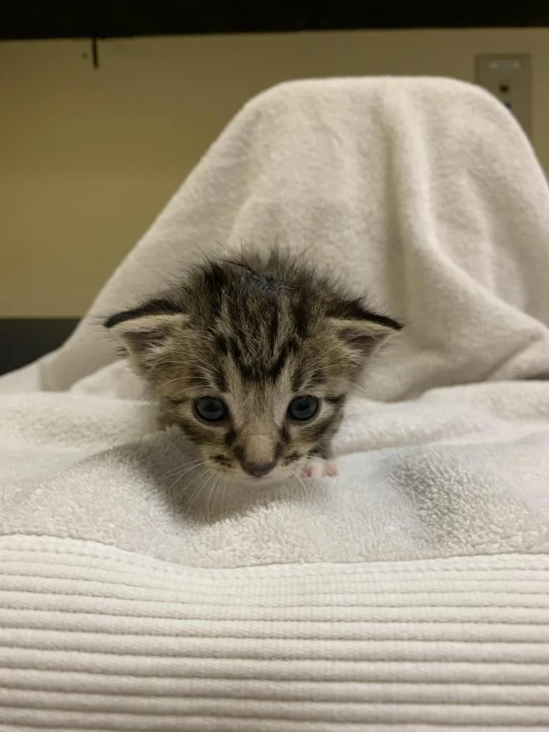 A baby medium-sized female Domestic Short Hair cat named Baroness for adoption in Florence, SC