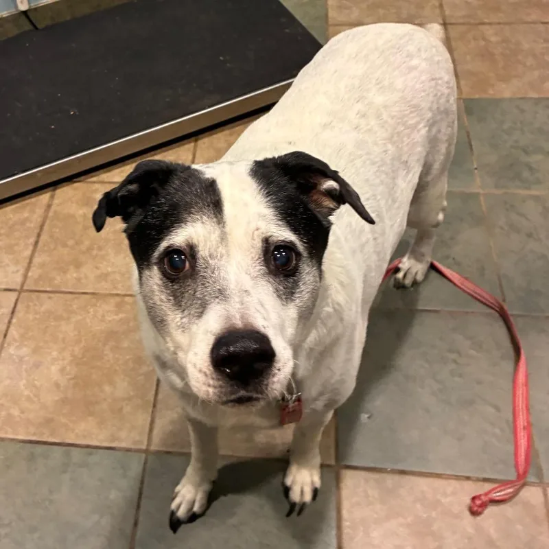 A senior large-sized male White / Cream Mixed Breed dog named Buddy for adoption in Chattanooga, TN