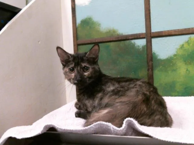 A baby small-sized female Domestic Short Hair cat named Azura for adoption in Houston, TX