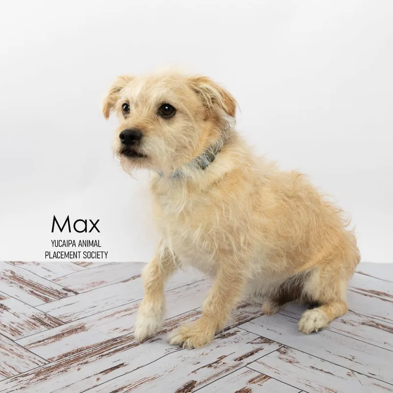 Max thumbnail 4