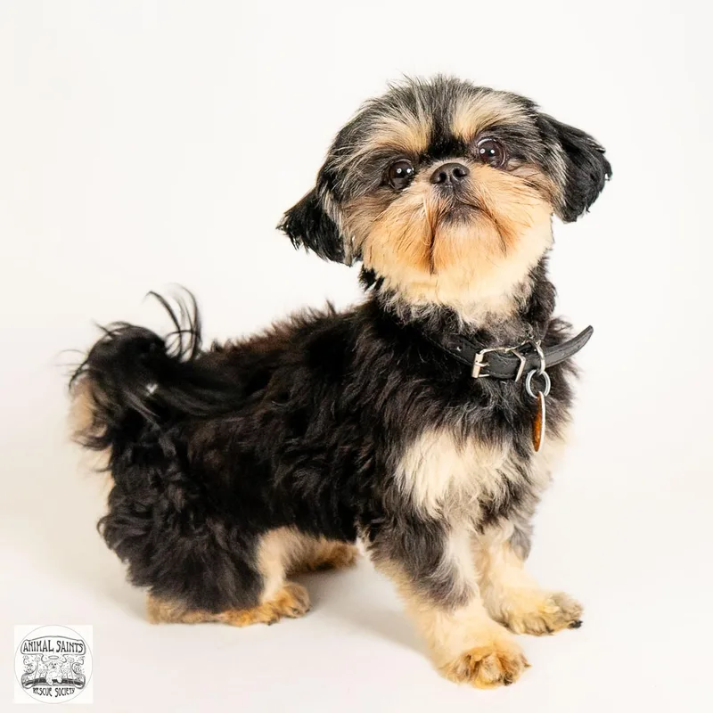 A young small-sized male Shih Tzu dog named Daisy for adoption in Fort Montgomery, NY