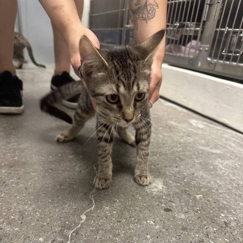A young large-sized female Brown / Chocolate Domestic Short Hair cat named Allegra for adoption in Hamburg, NY